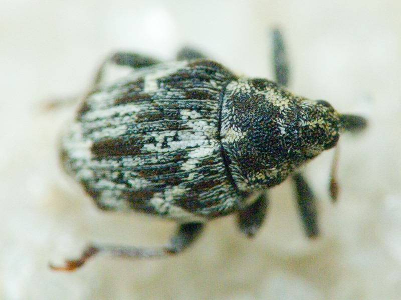 Microplontus millefolii (Schultze, 1896)